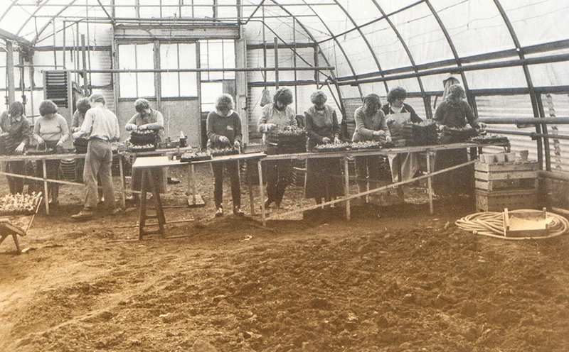 Gärtnerinnen  beim Pflanzen im Gewächshaus